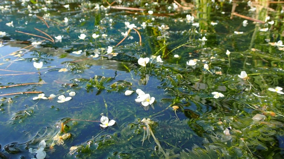 Macrophyte